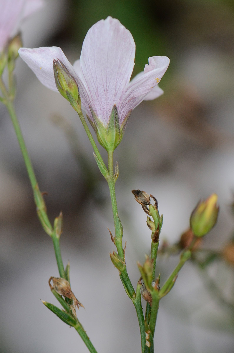 Linum tenuifolium / Lino a foglie strette